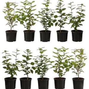 2-3 Meter Hainbuche, 10 x ca. 50-60 cm | Dehner