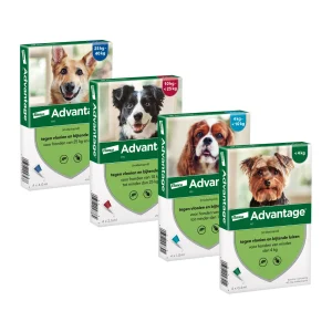 Advantage Hund
