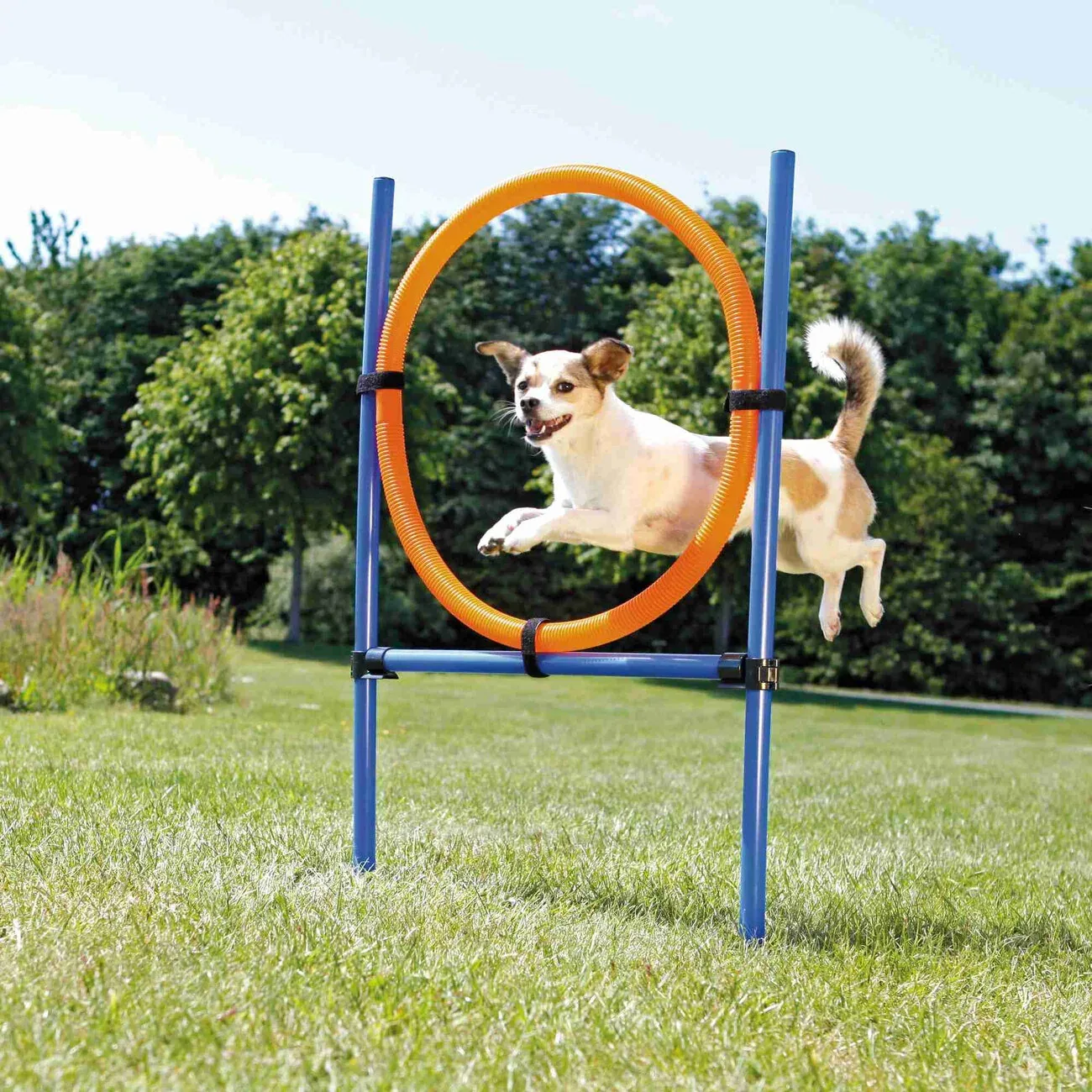 Agility Ring - Image 2