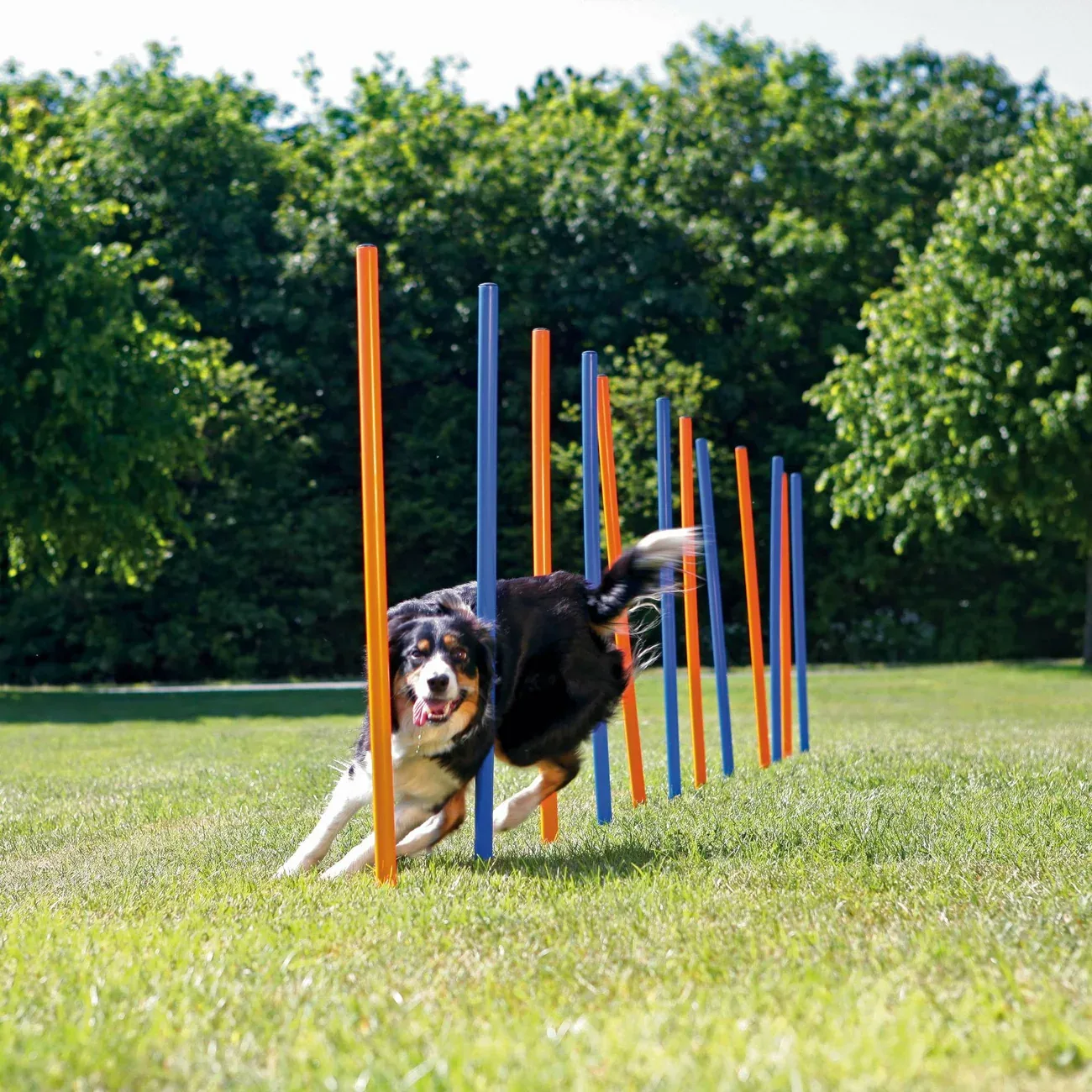 Agility Slalom Stangen für Hunde - Image 2