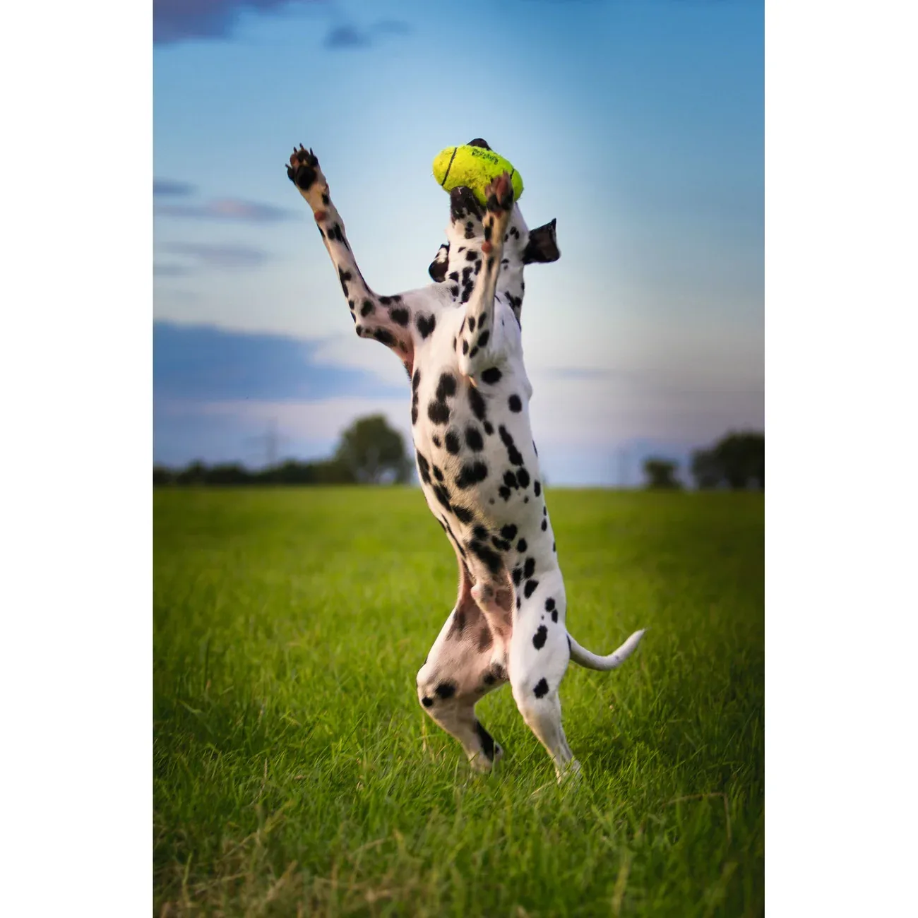 Air KONG Football Hundeball - Image 2