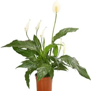 Air So Pure® Einblatt - Spathiphyllum | Dehner