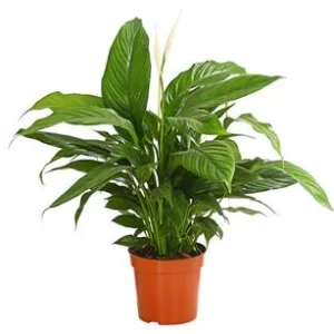 Air So Pure® Einblatt - Spathiphyllum | Dehner