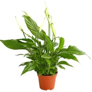 Air So Pure® Midi Einblatt - Spathiphyllum | Dehner