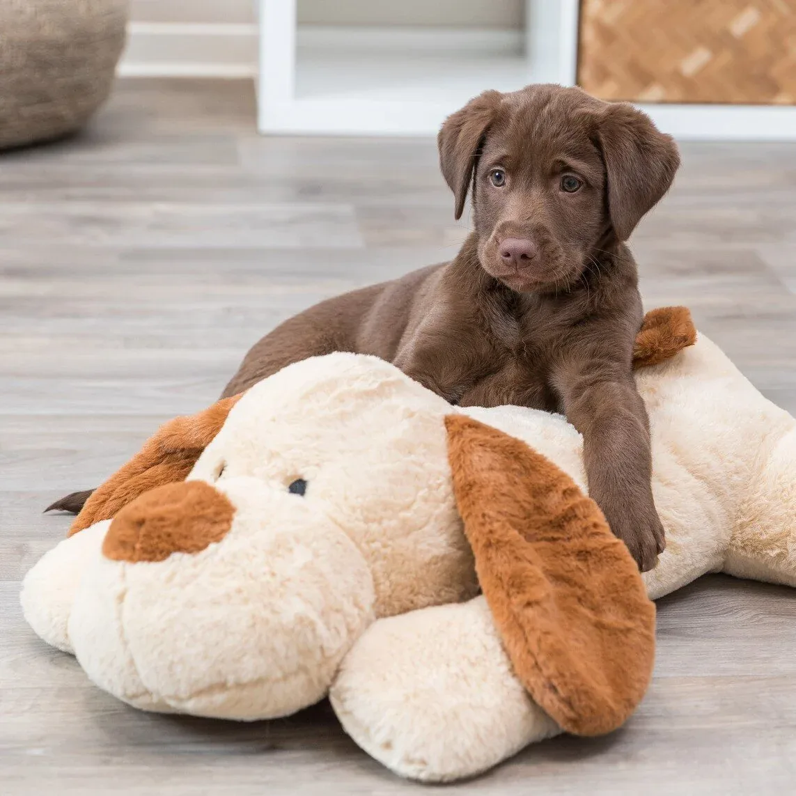 Ankuschelhund Benny - Image 2