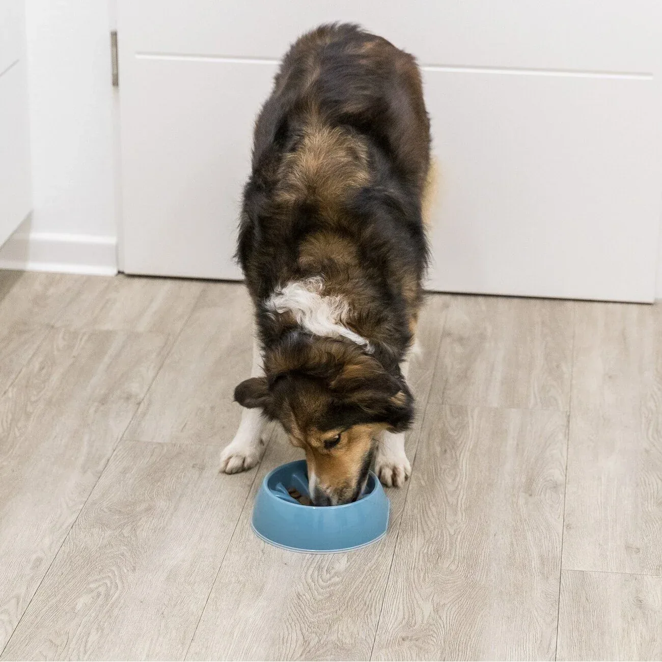 Anti Schling Kunststoffnapf für Hunde - Image 2