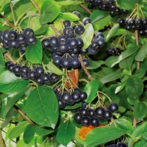 Apfelbeere, Aronia 'Viking' | Dehner