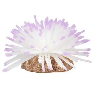 AQUA DELLA Anemone weiß | DAS FUTTERHAUS