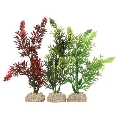 Aqua Della Aquariumpflanze Wasserpest Maße: 13 cm