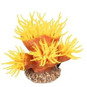 AQUA DELLA Euphyllia orange | DAS FUTTERHAUS