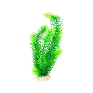 Aqua Della Hornwort | Aquarium