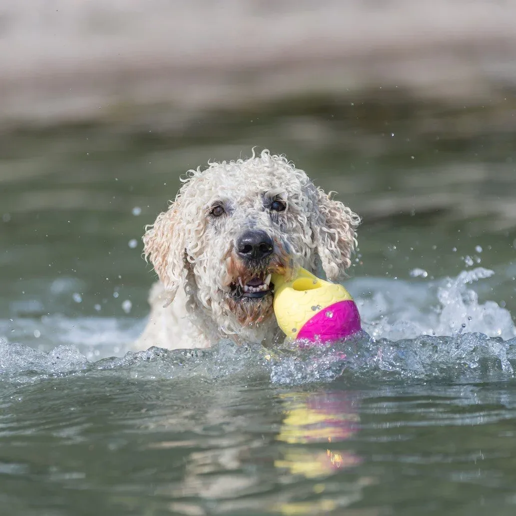 Aqua Toy Haiflosse Hundespielzeug - Image 2