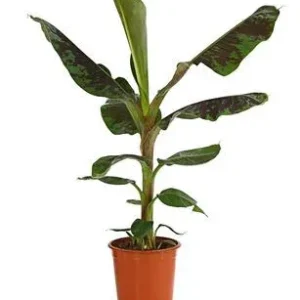 Banane 'Dwarf Cavendish' | Dehner