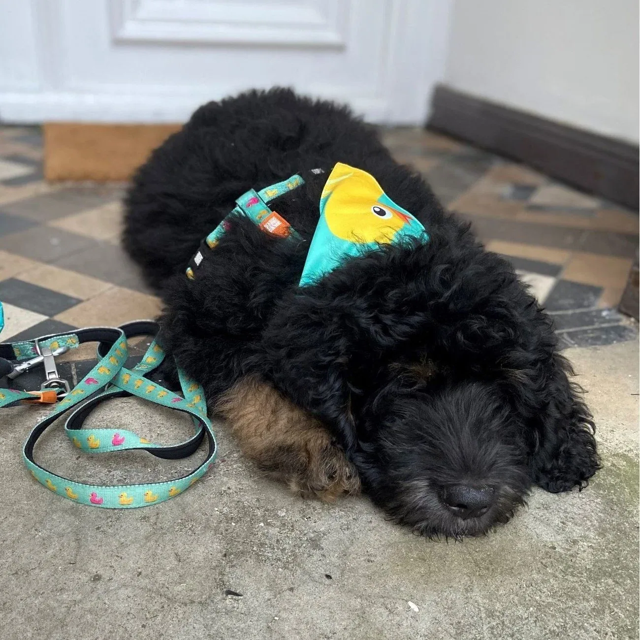 Bandana Ducklings - Image 2