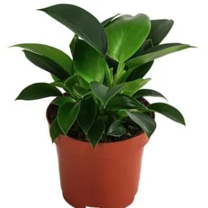 Baumfreund - Philodendron 'Green Princess' | Dehner