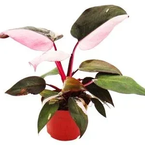 Baumfreund - Philodendron 'Pink Princess' | Dehner