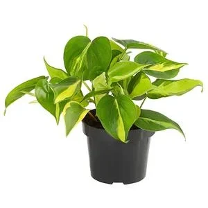 Baumfreund - Philodendron scandens 'Brasil' | Dehner