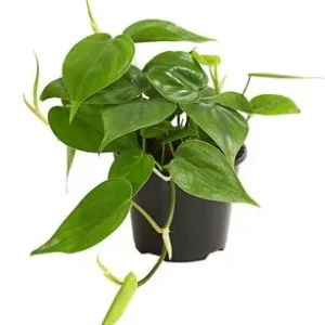 Baumfreund - Philodendron scandens | Dehner