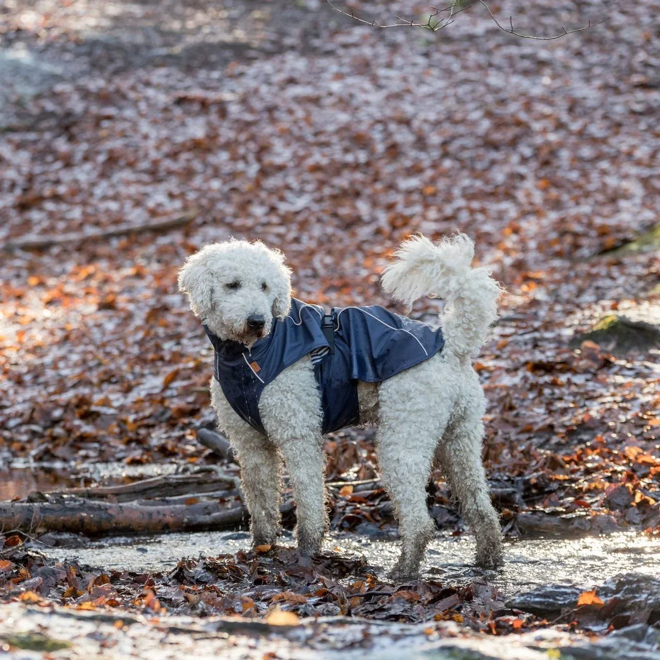 BE NORDIC Hunde Regenmantel Husum wasserdicht - Image 2