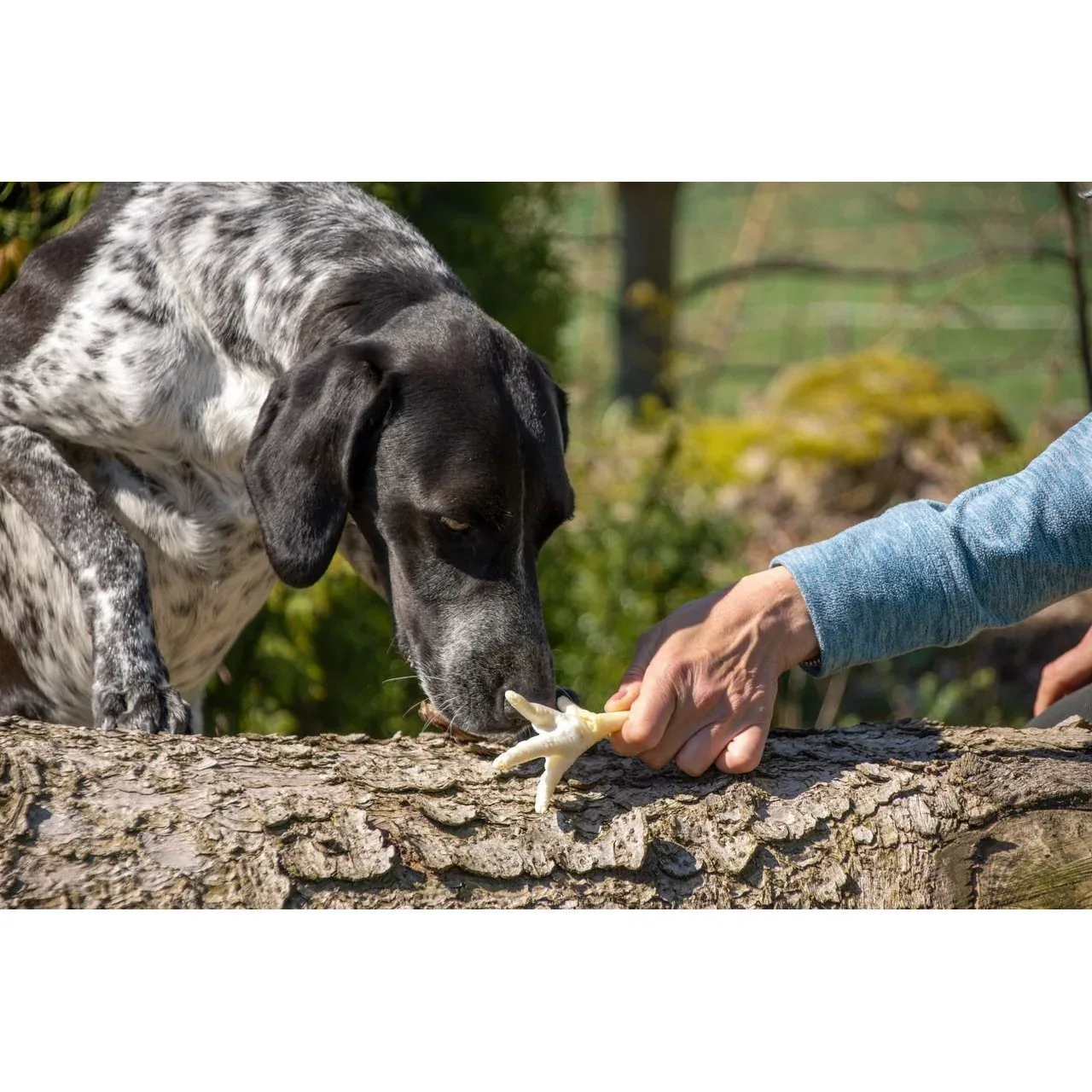 Beeztees Hundesnack Hühnerfüsse geröstet - Image 2