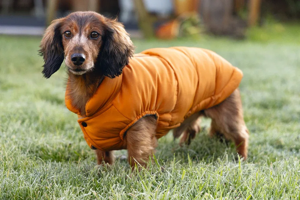 Beeztees Wisti Hundemantel für Dackel mit Plüschfutter - Image 2