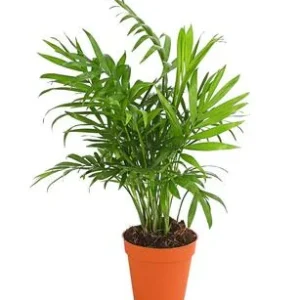 Bergpalme - Chamaedorea elegans | Dehner