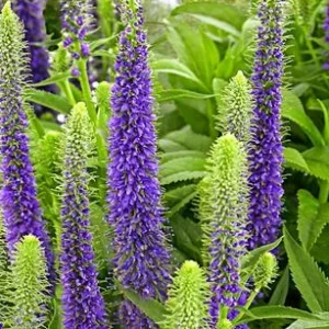 Bio Ähriger Ehrenpreis 'Ulster Dwarf Blue' | Dehner