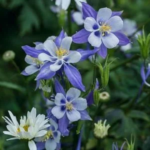Bio Akelei 'Biedermeier', verschiedene Sorten | Dehner