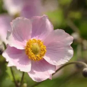 Bio Anemone hupehensis 'September Charme' | Dehner