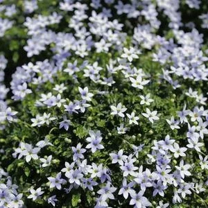 Bio Blauer Bubikopf | Dehner