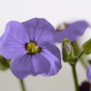 Bio Blaukissen, blau | Dehner