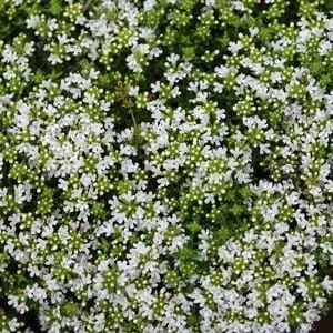 Bio Bodendecker-Thymian 'Albus' | Dehner