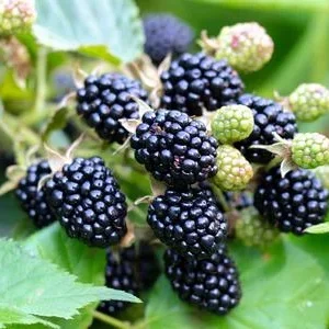 Bio Brombeere 'Navaho®' | Dehner
