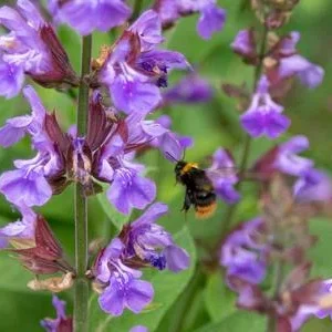 Bio Gartensalbei | Dehner