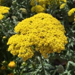 Bio Gold-Garbe, gelb | Dehner