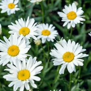 Bio Großblumige Margerite 'Alaska' | Dehner