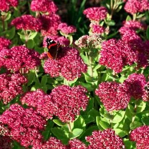 Bio Große Fetthenne 'Herbstfreude' | Dehner