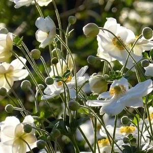 Bio Herbst-Anemone 'Honorine Jobert' | Dehner