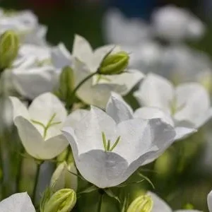 Bio Karpaten-Glockenblume, weiß | Dehner