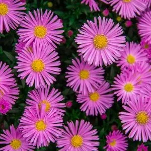 Bio Kissen-Aster 'Jenny' | Dehner
