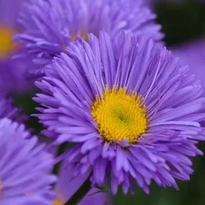 Bio Kissen-Aster 'Prof. Anton Kippenberg' | Dehner