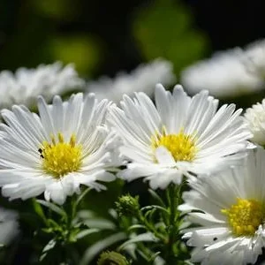 Bio Kissen-Aster 'Schneekissen' | Dehner
