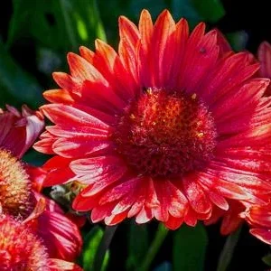 Bio Kokardenblume 'Burgunder' | Dehner