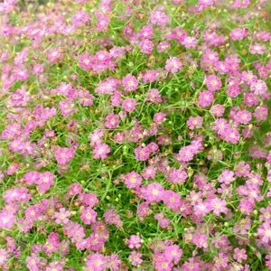 Bio Kriechendes Schleierkraut 'Rosea' | Dehner