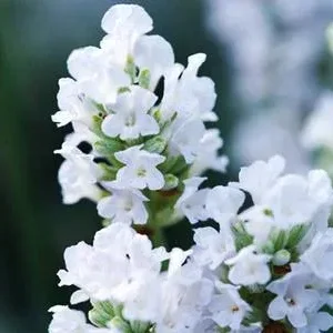 Bio Lavendel 'Edelweiß' | Dehner