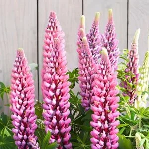 Bio Lupine, rosa | Dehner
