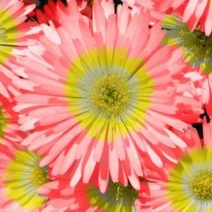Bio Mittagsblume 'Wheels of Wonder® Fire | Dehner