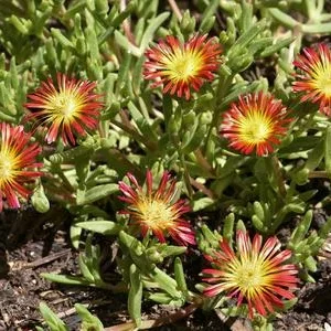 Bio Mittagsblume 'Wheels of Wonder® Orange | Dehner