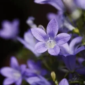 Bio Polster-Glockenblume | Dehner