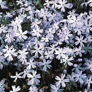 Bio Polster-Phlox 'Emerald Cushion Blue' | Dehner